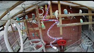 Live Budgies in their Aviary [upl. by Eiggep943]