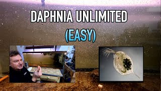 How I Raise Daphnia Water Fleas And You Can Too [upl. by Ardeha]