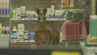 Kangaroo hops into shop at Melbourne airport [upl. by Frederiksen843]