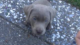 Trained my new 7 week old Silver Lab Labrador puppy to sit in 5 minutes [upl. by Alabaster599]