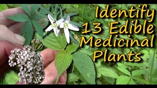 A Video Identification Guide To Edible amp Medicinal Plants  Pt 2 [upl. by Auston]