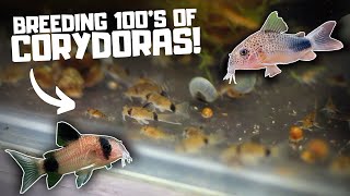 Breeding HUNDREDS of Corydoras in the Fish Room [upl. by Anaek]