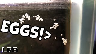 WHAT DO I DO MY Corydoras Cory Cats LAID EGGS [upl. by Lynd]