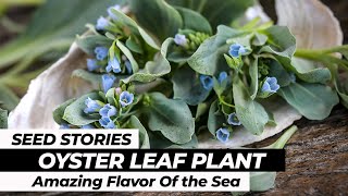 SEED STORIES  Oyster Leaf Plant Amazing Flavor Of the Sea [upl. by Wight475]