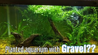 Planted Aquarium With Gravel  Very Easy [upl. by Favata]