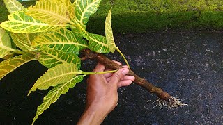 How to Grow Croton Plants From Stem Cuttings [upl. by Delilah]