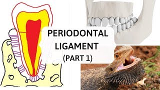 PERIODONTAL LIGAMENT PART 1  II Evolution and Development [upl. by Adriena652]