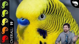 Budgie Parakeet The Best Pet Reptile [upl. by Aihsela]