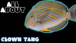 All About The Clown Tang or Clown Surgeonfish or Lined Surgeonfish or Bluebanded Surgeonfish [upl. by Spanjian209]