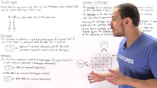 Genotypes Phenotypes and Punnett Square [upl. by Cirded]