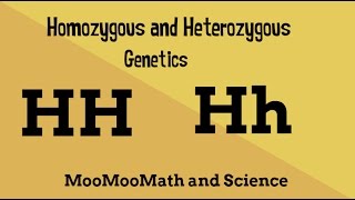 Homozygous vs Heterozygous Genotype [upl. by Ahsiekram708]