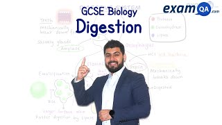 Digestion  KS3 amp GCSE Biology [upl. by Yelekreb]