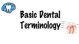 Basic Dental Terminology [upl. by Tletski]