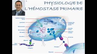 PHYSIOLOGIE DE HÉMOSTASE PRIMAIRE [upl. by Naibaf]