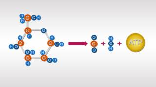 Estructura y Función de los Carbohidratos [upl. by Eserahc155]