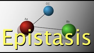 Genetic epistasis [upl. by Florio]