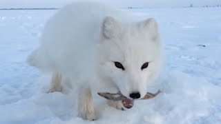 Baby Arctic Fox Steals Mans Fish [upl. by Akinas]