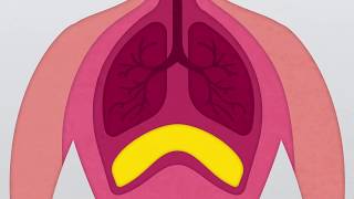 What is the Diaphragm [upl. by Shirline431]