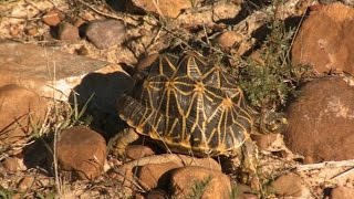 Geometric tortoise [upl. by Gearard]