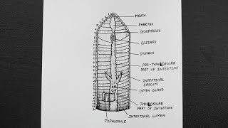 Diagram Of Alimentary Canal Of Earthworm  Class 11  Biology [upl. by Christel426]