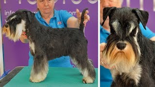 Grooming Guide  Handstripped Miniature Schnauzer Trim  Pro Groomer [upl. by Nunciata]