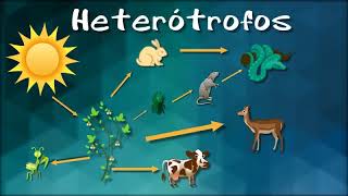 ORGANISMOS AUTOTROFOS Y HETEROTROFOS [upl. by Janenna53]