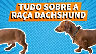 Cachorro Salsicha Conheça tudo da raça Dachshund [upl. by Ainival]