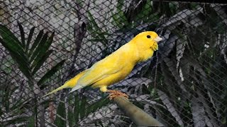 Canary Singing 2 Hours Relaxing Sound [upl. by Nahij916]