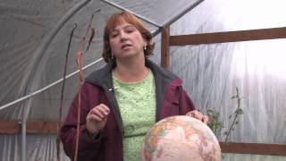 Tree amp Plant Care  How to Cut Back Hollyhocks [upl. by Horowitz822]