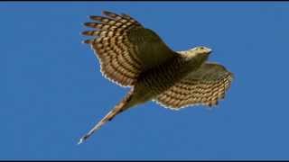 Sparrowhawk Bird Call Bird Song [upl. by Zosima]