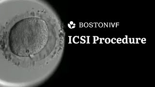 ICSI Procedure Explained  Science at Boston IVF [upl. by Lelah]