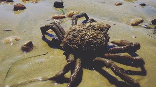 Facts The Portly Spider Crab [upl. by Oirevlis]