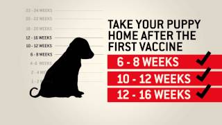 Understanding dog vaccinations  Purina [upl. by Imef868]