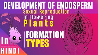 Endosperm ।। Endosperm development Types amp Function ।। BotanyTv [upl. by Aelam]