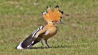 Hoopoe Bird [upl. by Celestyna]