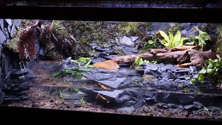 Amazing Salamander Paludarium [upl. by Ahsieyk]