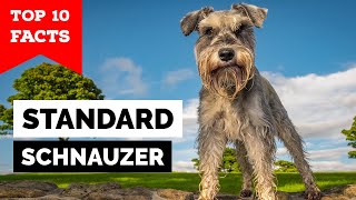 Standard Schnauzer  Top 10 Facts [upl. by Ayortal]