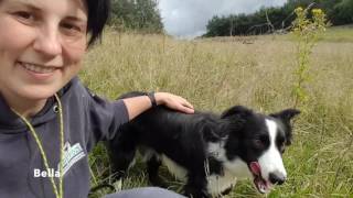 All you need to know about Border Collies [upl. by Gallagher691]