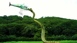 10 Biggest Snakes Ever Discovered [upl. by Okuy]