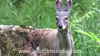 Musk Deer of the Himalaya [upl. by Laveen]