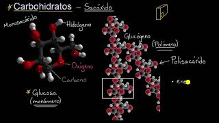 Introducción a los carbohidratos  Khan Academy en Español [upl. by Maynord84]