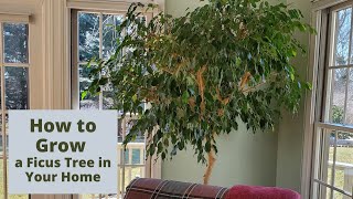 How to Care for a Ficus Tree in Your Home [upl. by Forest]