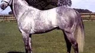 corridos de caballos vicente fernandez mixwmv [upl. by Sirrot364]