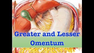 Greater and Lesser Omentum [upl. by Aneema]