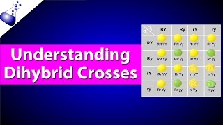 Dihybrid Genetic Cross [upl. by Nnairol]