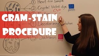 Gram Stain Procedure [upl. by Lauder]