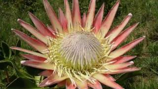 Flowers of South Africa [upl. by Bensky]