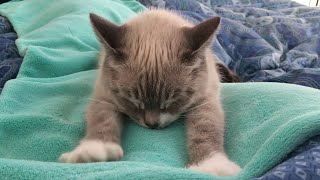 CAT COMPILATION  Cats Making Biscuits Cats Kneading with relaxing music  Part 1 [upl. by Attennyl]