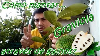 Como fazer mudas de graviola por galhos [upl. by Dazhahs]