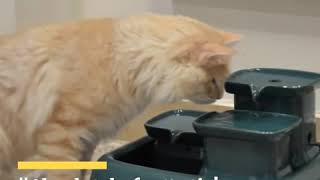 Miaustore Cat Water Fountain  Customer Reviews [upl. by Freya]